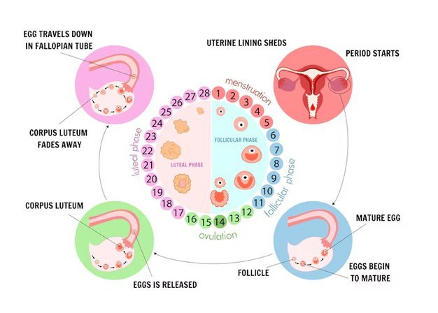 Process of Ovulution